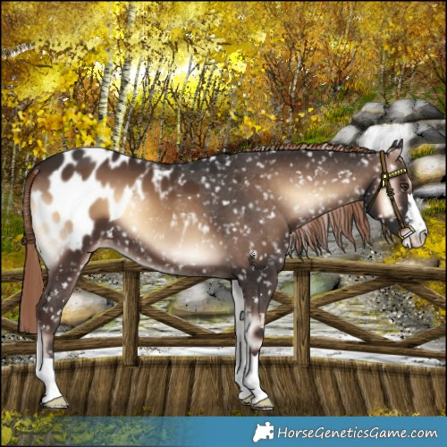 Horse Color:Liver Red Onyx Appaloosa