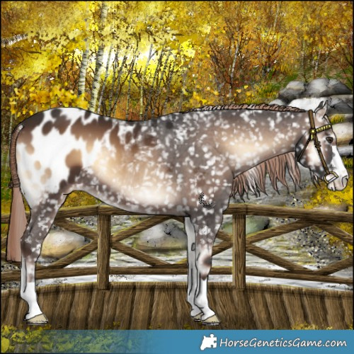 Horse Color:Liver Red Onyx Appaloosa 