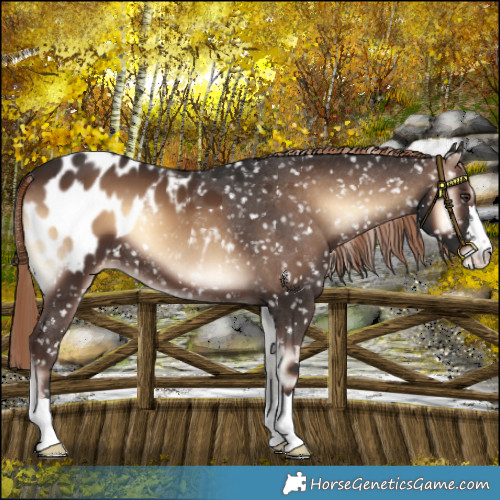 Horse Color:Liver Red Onyx Appaloosa 