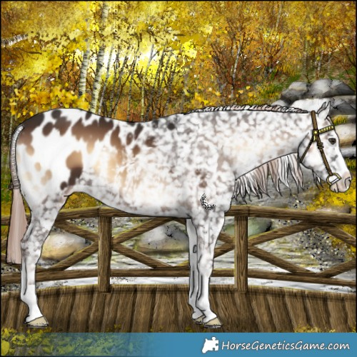 Horse Color:Liver Red Onyx Blanket