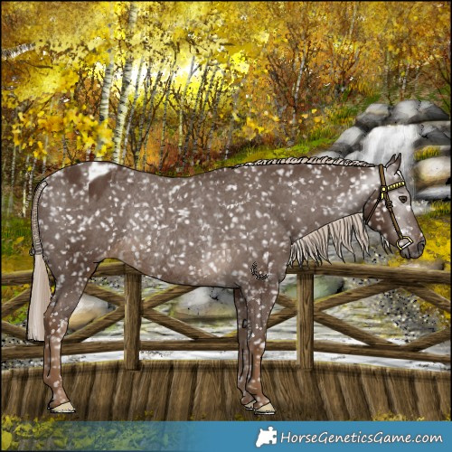 Horse Color:Gray Chocolate Palomino Snowflake Varnish Rabicano 