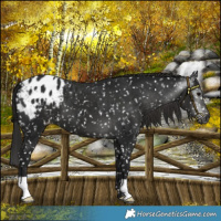 Horse Color:Gray Black Snowflake Varnish 
