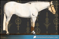 Horse Color:Palomino Roan Varnish 
