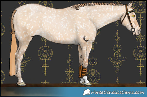 Horse Color:Bay Pearl Dun Appaloosa
