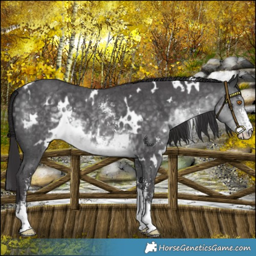 Horse Color:Platinum White Spotted Buckskin Mushroom Sabino 