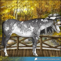 Horse Color:Platinum White Spotted Buckskin Mushroom Sabino 
