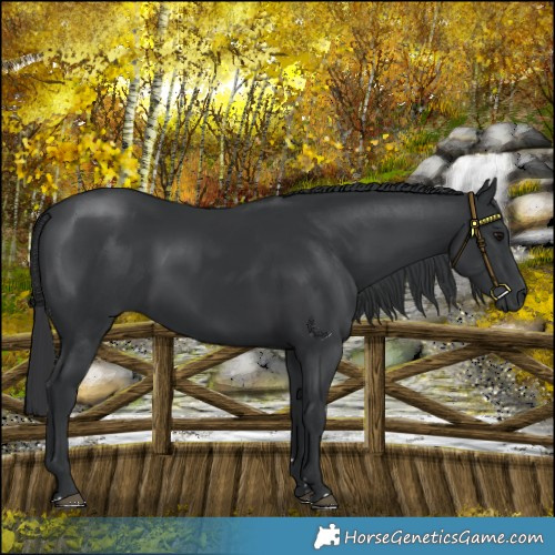 Horse Color:Black 