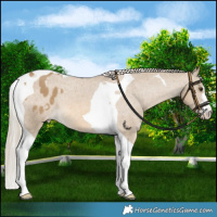 Horse Color:Chocolate Palomino Dun Tobiano Varnish 
