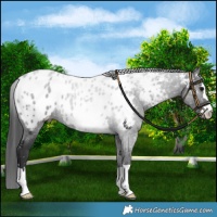 Horse Color:Black Appaloosa 