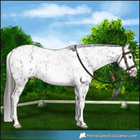 Horse Color:Black Blanket 