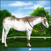 Horse Color:White Spotted Silver Buckskin