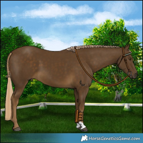Horse Color:Chocolate Palomino Mushroom