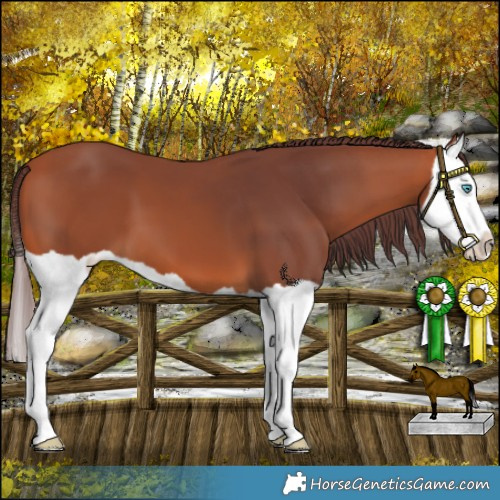Horse Color:Chocolate Bay Splash 
