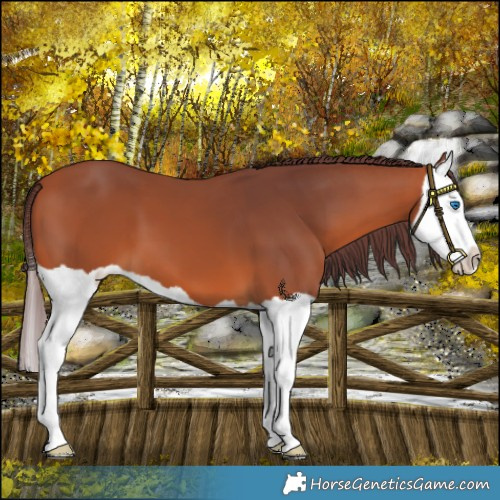 Horse Color:Chocolate Bay Splash 