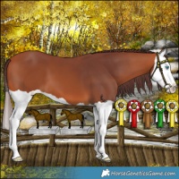 Horse Color:Chocolate Bay Splash 