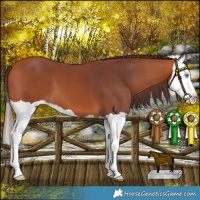 Horse Color:Chocolate Bay Splash 