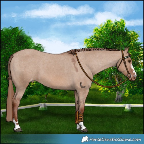 Horse Color:Red Dun Varnish 
