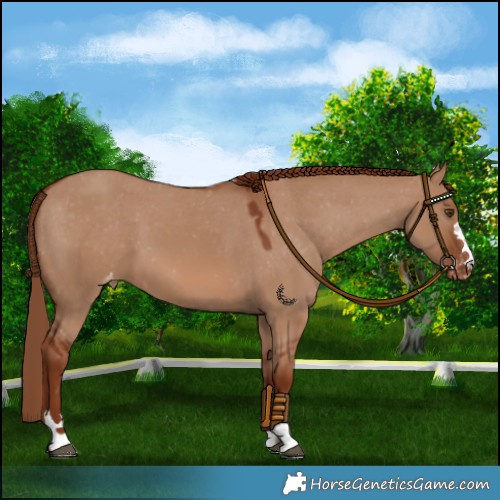 Horse Color:Red Dun Appaloosa
