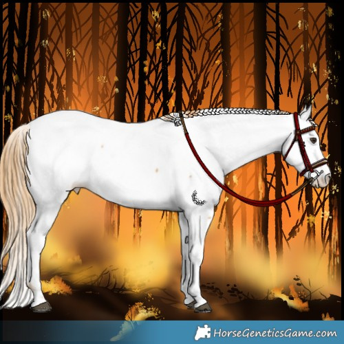 Horse Color:Chestnut Appaloosa