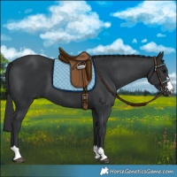 Horse Color:Black 