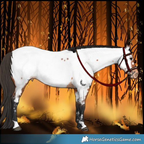 Horse Color:Bay Appaloosa