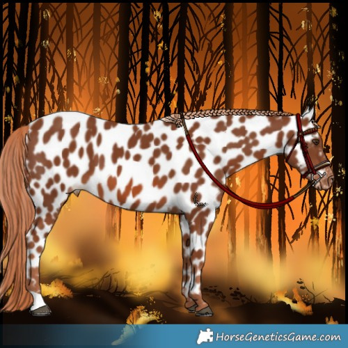 Horse Color:Chestnut Appaloosa