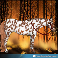Horse Color:Chestnut Appaloosa 
