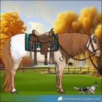 Horse Color:Red Dun Snowcap 