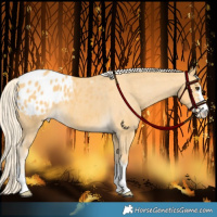 Horse Color:Palomino Appaloosa