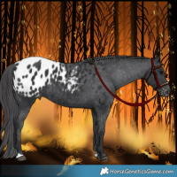 Horse Color:Black Appaloosa