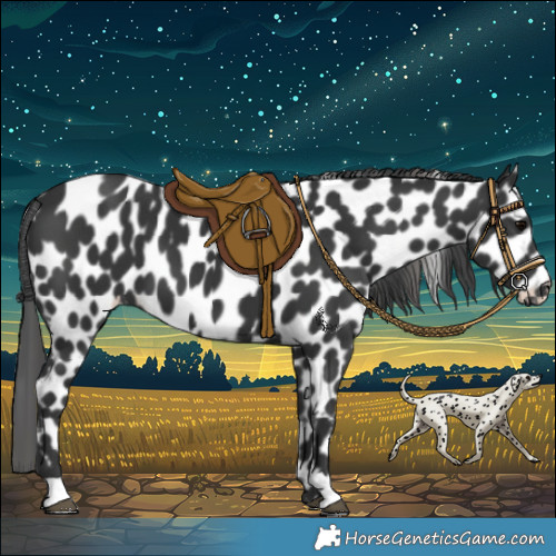 Horse Color:Black Appaloosa 