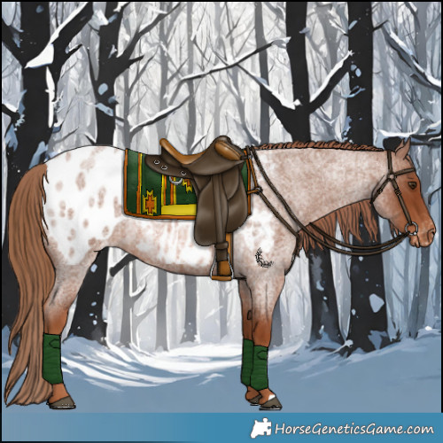 Horse Color:Red Roan Appaloosa 