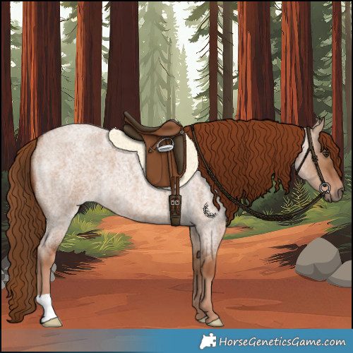 Horse Color:Red Dun Roan 