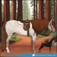 Horse Color:Red Dun Roan 