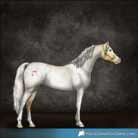 Horse Color:Gray Silver Amber Cream Champagne Roan Dun Splash Tobiano Frame Appaloosa Rabicano 
