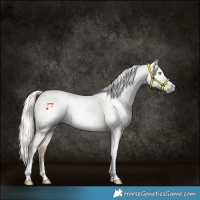 Horse Color:Gray Silver Amber Cream Champagne Roan Dun Splash Tobiano Frame Appaloosa Rabicano