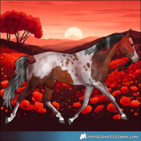 Horse Color:Bay Splash Tobiano Appaloosa Rabicano 