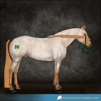 Horse Color:Red Roan 