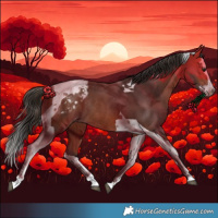 Horse Color:Bay Splash Tobiano Appaloosa Rabicano 