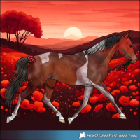 Horse Color:Bay Tobiano Appaloosa 
