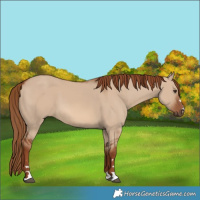Horse Color:Red Dun