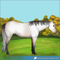 Horse Color:Gray Bay Dun 