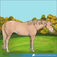 Horse Color:Gold Champagne Splash 