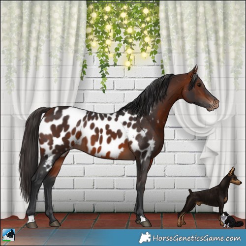 Horse Color:Bay Appaloosa
