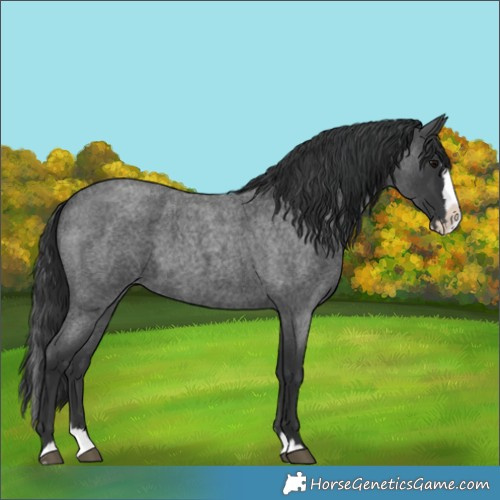 Horse Color:Blue Roan Splash 