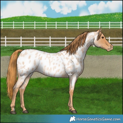 Horse Color:Red Roan Appaloosa