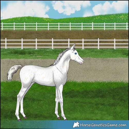 Horse Color:Palomino Roan Splash Near Leopard 
