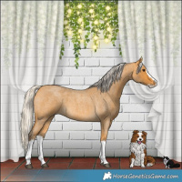 Horse Color:Silver Buckskin Roan Splash 