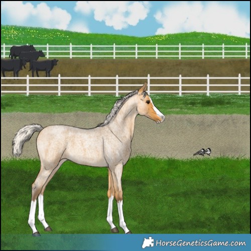 Horse Color:Silver Buckskin Roan Splash 