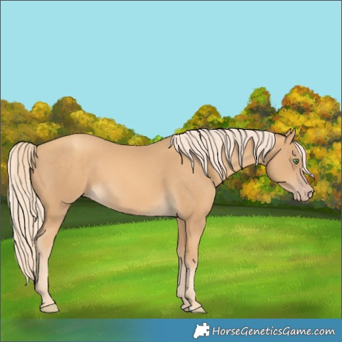 Horse Color:Gold Cream Champagne 